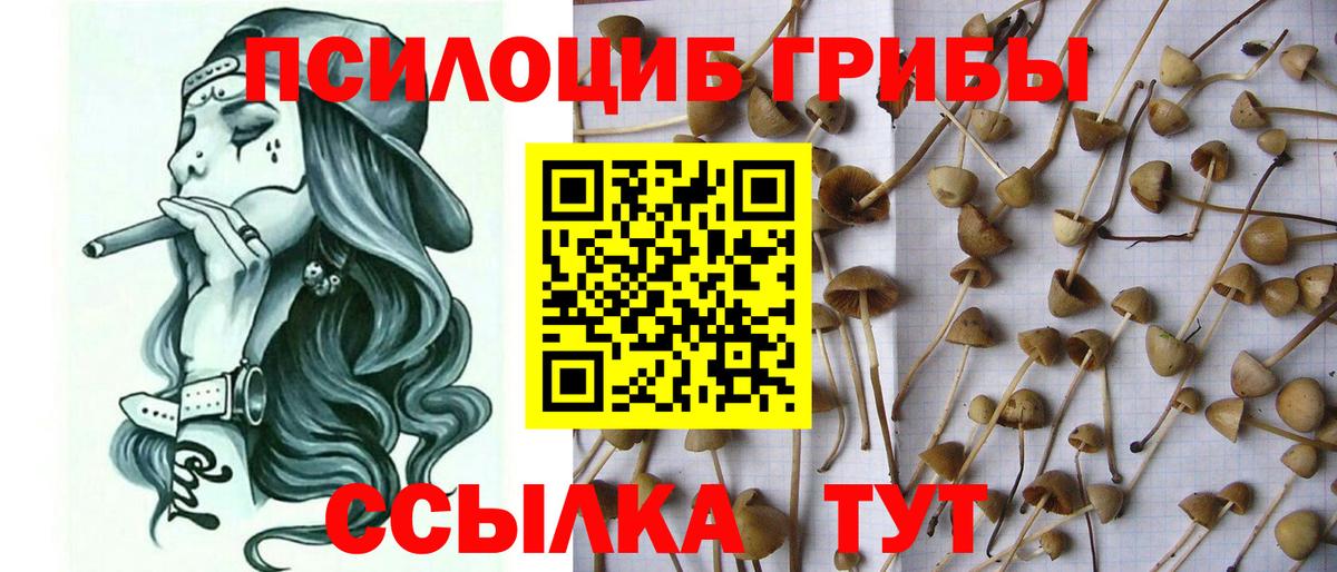Псилоцибиновые грибы GOLDEN TEACHER  Вход с VPN  Псилоцибиновые грибы Cubensis  Сургут 