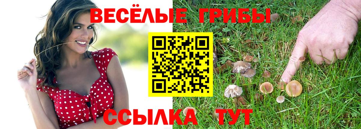 Псилоцибиновые грибы Psilocybe Сургут